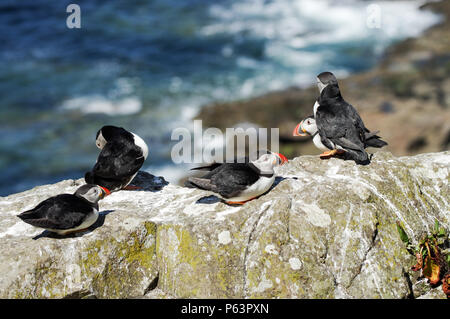 Piccolo gruppo di pulcinelle di mare crogiolarsi al sole sulle rive di Lunga isola (Threshnish Isles) - Scozia, Ebridi Interne Foto Stock