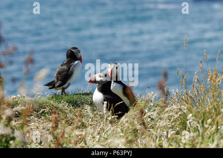 Atlantico nesting pulcinelle di mare sulla lunga - Treshnish Isles (Ebridi Interne, Scozia) Foto Stock