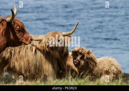 Highland bovini il raffreddamento da un lago in una calda giornata estiva - Oban, Scozia Foto Stock