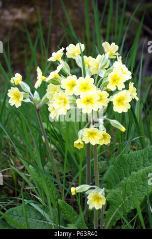 Mazzetto di Wild giallo fiori di primule "Primula vulgaris, la primula comune' sulle rive del Colne acqua, Laneshaw Bridge, Colne Lancashire, Inghilterra, Foto Stock