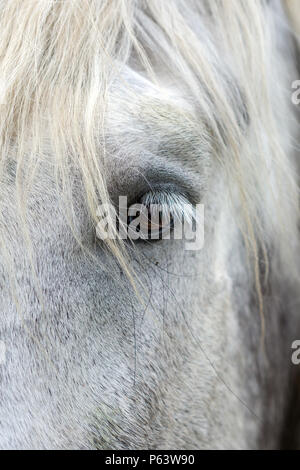 Close-up di un occhio di un cavallo bianco. Foto Stock