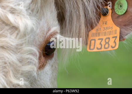 Close-up di un occhio di un torello mucca con un marchio auricolare. Foto Stock