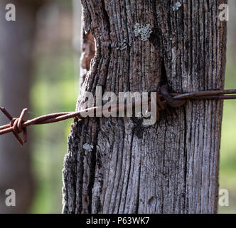 Arrugginita filo spinato infilate su posti a bordo del bosco, a colori. Foto Stock