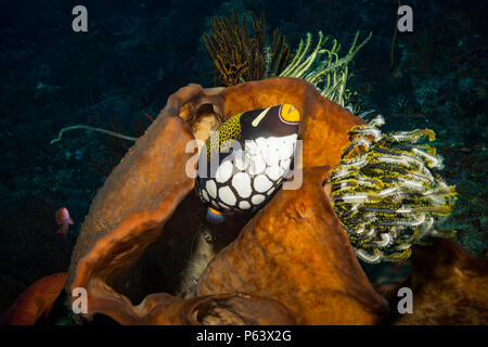 Trigger pesci di scogliera di Komodo Foto Stock