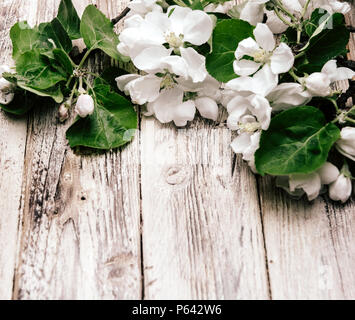 A fioritura primaverile ramo su sfondo di legno. Fiori di Apple Foto Stock