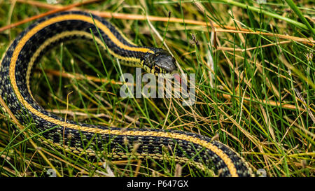 Pianure orientali Garter Snake, Thamnophis radix, recante l'erba con la lingua fuori profuma l'aria con tre gialli di strisce arancioni Colorado USA Foto Stock