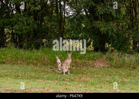 Canguro o Wallaby Sunshine Coast di Queensland in Australia Foto Stock