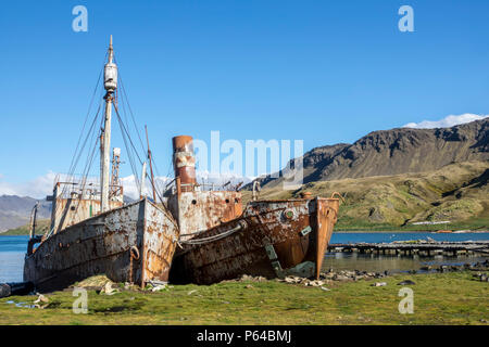 Il recuperare whaler/saldatori 'Dias' e 'Albatros' a Grytviken, Georgia del Sud Foto Stock