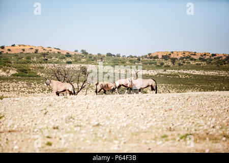 Viaggio Gemsbok vaste distanze nel Kgalagadi parco transfrontaliero in Sud Africa. Foto Stock