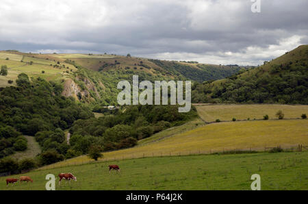 Valle del collettore, visto da vicino Grindon, Peak District. Foto Stock