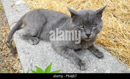 Senzatetto grigio bel gatto Foto Stock