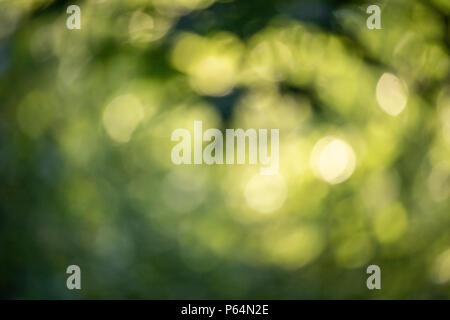 Sfocata bokeh sfondo verde Foto Stock