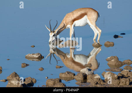 Springbok (Antidorcas marsupialis), femmina adulta in piedi in acqua potabile, Okaukuejo Waterhole, il Parco Nazionale di Etosha, Namibia, Africa Foto Stock