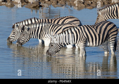 Allevamento di Burchell's zebre (Equus quagga burchellii), in piedi in acqua potabile, Okaukuejo Waterhole, il Parco Nazionale di Etosha, Namibia, Africa Foto Stock