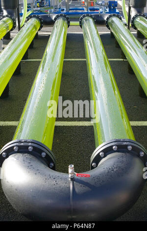 Un AlgaeLink alghe sistema di coltivazione che viene raccolto per rendere l'etanolo e il biodiesel. La produzione di olio da alghe in questo modo è molto più efficiente di fr Foto Stock