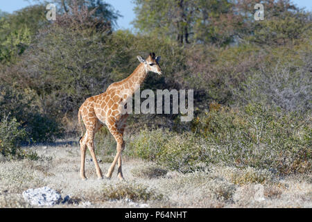 Giraffa namibiana o angolani (giraffa Giraffa camelopardalis angolensis), giovane animale a piedi, il Parco Nazionale di Etosha, Namibia, Africa Foto Stock