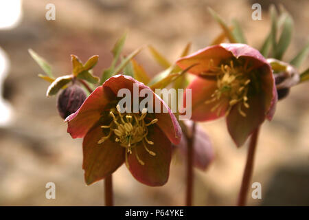 Hellebores piante in fiore Foto Stock