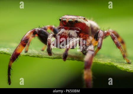 Huge striped jumping spider on green leaf Foto Stock