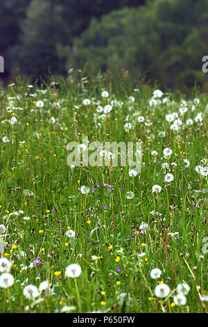 Tarassaco e fiori di campo in estate Foto Stock