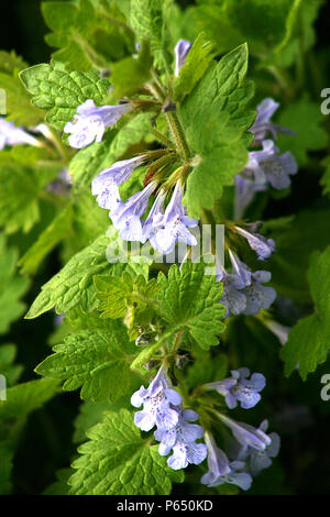 Close up di nepitella (erba gatta) impianto in fiore Foto Stock