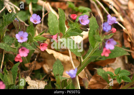 Pulmonaria (lungwort) pianta in fiore Foto Stock