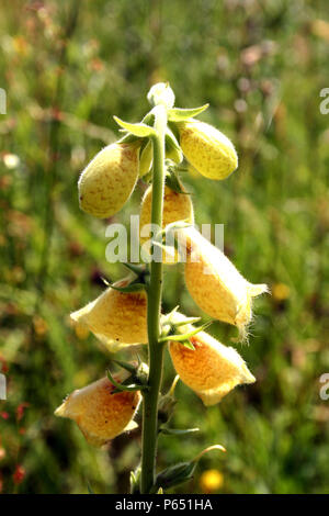 Il giallo foxglove Foto Stock