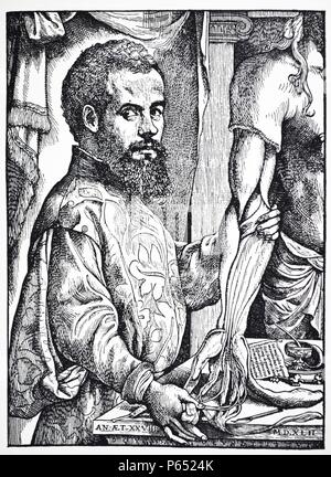 Ritratto dell'anatomista, Andreas Vesalius, (1514-1564) Foto Stock