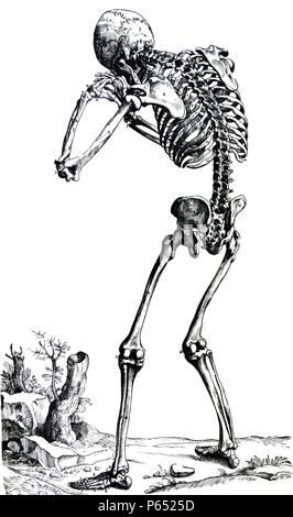 Le piastre del primo libro del De humani corporis fabrica di Andreas Vesalius, (1514-1564) piastra 23 - Le ossa del corpo umano presentato dall'aspetto posteriore. Foto Stock