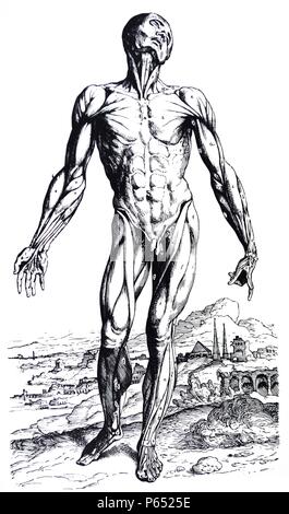 Le piastre del secondo libro del De humani corporis fabrica di Andreas Vesalius, (1514-1564) piastra 24 - La prima piastra dei muscoli. La prima piastra illustra la vista anteriore del corpo dal quale ho tagliato la pelle insieme con il grasso e tutti i nervi vene e arterie esistenti sulla superficie. Foto Stock