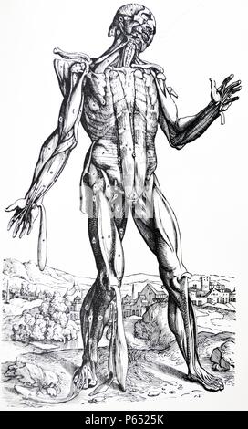 Le piastre del secondo libro del De humani corporis fabrica di Andreas Vesalius, (1514-1564) piastra 28 - La quinta piastra dei muscoli. Il quinto nella sequenza di dissezione ha rimosso molti che erano completamente scoperte nel quarto. Questa piastra espone anche molti che sarà mostrato riflessa nella sesta. Foto Stock
