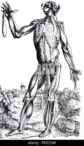 Le piastre del secondo libro del De humani corporis fabrica di Andreas Vesalius, (1514-1564) piastra 29 - il sesto piatto di muscoli. La testa nella piastra di sesto è stato piegato indietro e rappresenta la ganascia inferiore diviso in corrispondenza del punto del mento e disegnate per entrambi i lati. Foto Stock