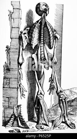Le piastre del secondo libro del De humani corporis fabrica di Andreas Vesalius, (1514-1564) piastra 31 la piastra ottavo dei muscoli. Questa è l'ultima delle piastre raffigurante la superficie anteriore del corpo, presentando i restanti muscoli della regione anteriore nella sequenza di dissezione. Foto Stock