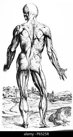 Le piastre del secondo libro del De humani corporis fabrica di Andreas Vesalius, (1514-1564) piastra 32 Il nono piastra dei muscoli. La piastra 9 è il primo di tutti quelli raffigurante la superficie posteriore del corpo. Nessun muscolo è stato dissezionato lontano ad eccezione di quelli che costituiscono la membrana carnosa e reso evidente nella terza piastra. Foto Stock