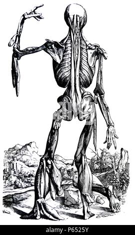 Le piastre del secondo libro del De humani corporis fabrica di Andreas Vesalius, (1514-1564) piastra 36 - Il tredicesimo piastra dei muscoli. In questo, il penultimo piatto della serie posteriore, il più profondo dei muscoli della colonna vertebrale sono esposti, ma Vesalius era molto confuso a loro disposizione. Foto Stock