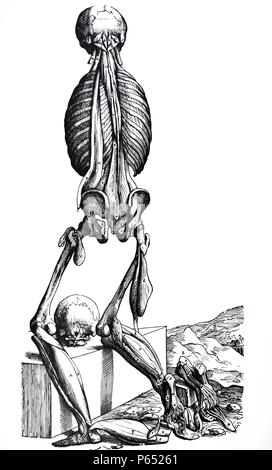 Le piastre del secondo libro del De humani corporis fabrica di Andreas Vesalius, (1514-1564) piastra 37 - Il quattordicesimo piastra dei muscoli. La figura in questa piastra manca in particolare le scapole e le braccia, già visto nella sequenza di dissezione. Le ginocchia sono piegate in modo da esporre la suola di uno dei piedi per l'osservatore. Foto Stock