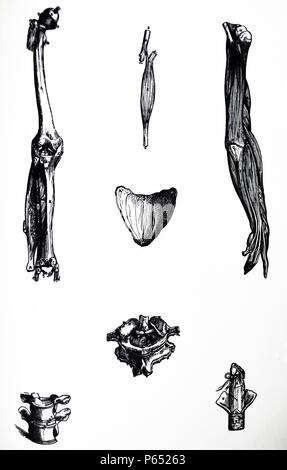 Le piastre del secondo libro del De humani corporis fabrica di Andreas Vesalius, (1514-1564) piastre 39 - La figura qui collocato su un lato rappresenta tutto il femore, tibia e fibula a cui rimane ancora attaccata tali legamenti che servono per la comprensione del contesto del primo capitolo. Foto Stock