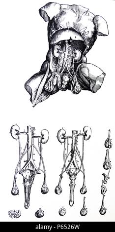 Le piastre dal quinto libro del De humani corporis fabrica di Andreas Vesalius, (1514-1564) piastra 59 - La presente figura segue il ventesimo nella sequenza di dissezione. In essa le estremità di una pluralità di nervature è stato fratturato e rivolta verso l'alto e verso l'esterno in modo che la protuberanza del fegato è qui visto nello stesso modo in modo che le sue cave sono portati in vista nel ventesimo figura. Foto Stock