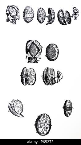 Le piastre dal quinto libro del De humani corporis fabrica di Andreas Vesalius, (1514-1564) piastra 62 - il trentesimo la figura del quinto libro costituito da quattro piastre speciali. La prima piastra abbiamo diviso l'utero, la seconda mostra i rivestimenti fetale untorn rimosso dall'utero e nel terzo abbiamo diviso le regioni ultraperiferiche rivestimenti fetale da una incisione longitudinale e la quarta presenta il feto liberato da tutti i suoi tuniche. Foto Stock