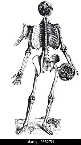 Le piastre da la personificazione del De humani corporis fabrica di Andreas Vesalius, (1514-1564) piastra 74 - La figura stampata su questo foglio, a cui gli altri composti da varie parti può essere incollato, è quello di essere numerati il quinto in ordine di figure che mostra i muscoli. Foto Stock