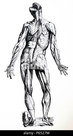 Le piastre da la personificazione del De humani corporis fabrica di Andreas Vesalius, (1514-1564) piastra 77 - La seconda figura preparato per la dimostrazione dei muscoli presenta l'aspetto posteriore del corpo, proprio come il primo ha fatto la sezione anteriore. Foto Stock