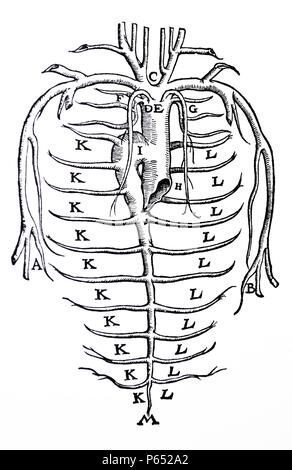 Le piastre da la personificazione del De humani corporis fabrica di Andreas Vesalius, (1514-1564) piastra 88 - un diagramma del sistema azygos che mostra le vene e arterie entro il torace. Foto Stock