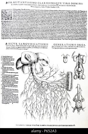 Le piastre da la personificazione del De humani corporis fabrica di Andreas Vesalius, (1514-1564) piastra 89 - diagramma che mostra il maschio e la femmina di sistemi di riproduzione (destra);diagramma che mostra il fegato con sistema venoso (sinistra). Foto Stock