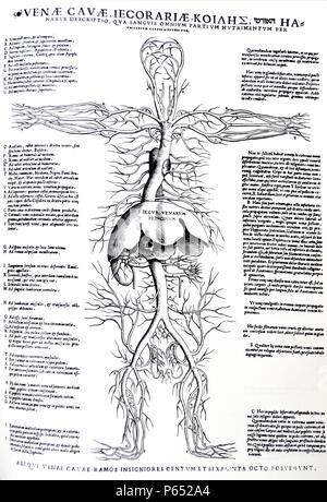 Le piastre da la personificazione del De humani corporis fabrica di Andreas Vesalius, (1514-1564) Diagramma che mostra il corpo pieno sistema venoso con enfasi sul fegato e le arterie. Foto Stock