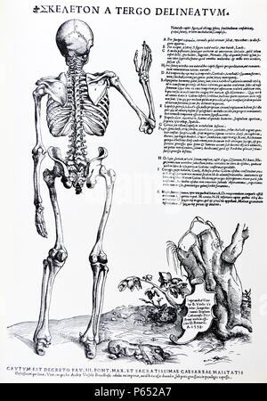 Le piastre da la personificazione del De humani corporis fabrica di Andreas Vesalius, (1514-1564) corpo pieno sketal struttura, rivolto verso la parte posteriore datata 1538. Foto Stock