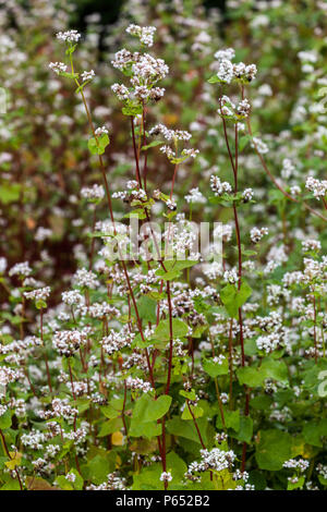 Il grano saraceno, Fagopyrum esculentum ' Zita ' Foto Stock