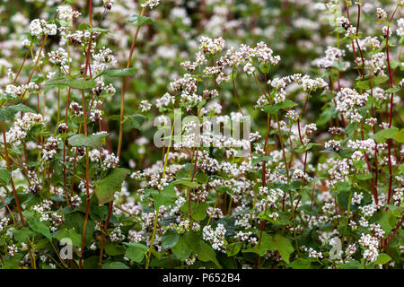 Il grano saraceno, Fagopyrum esculentum ' Zita ' Foto Stock