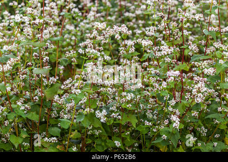 Fagopyrum esculentum ' Zita ' Foto Stock