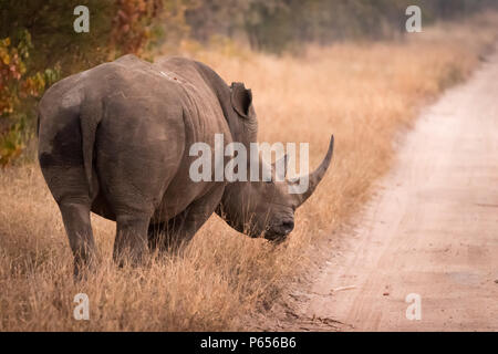 White Rhino su strada Foto Stock