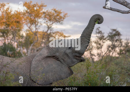 Giovani elephant trunk, proteso fino a raggiungere il feed Foto Stock