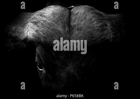 Moody immagine artistica di un Africano buffalo Foto Stock